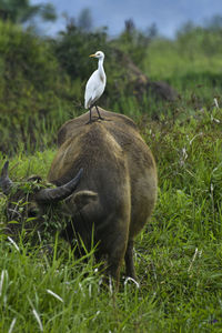 Bird on field