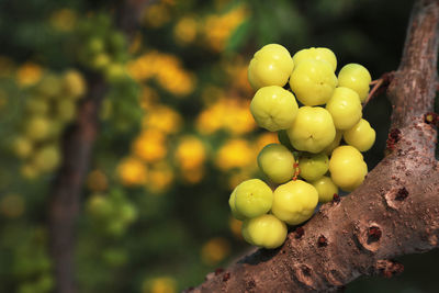 Close-up of fruits growing on tree