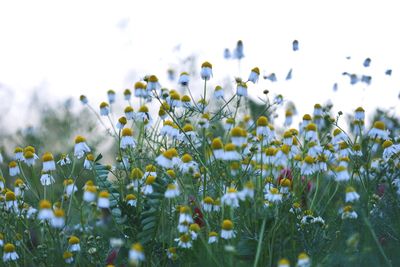 Close-up of white flowers blooming in field