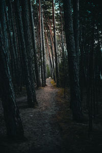 Footpath amidst trees in forest