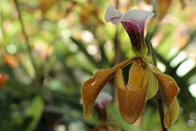 Close-up of white flowering plant