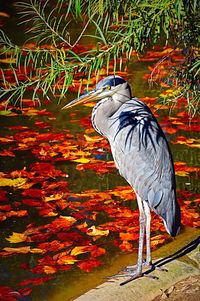 Close-up of bird standing by water