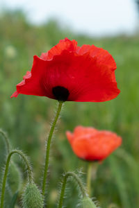 Close-up of red poppy flower