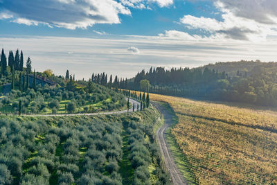 Scenic view of agricultural field against sky