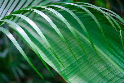 Close-up of palm leaves