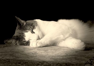 Close-up of a cat sleeping