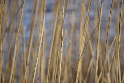 Full frame shot of wheat field