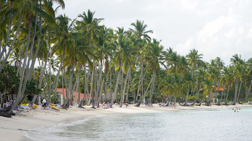 Panoramic shot of palm trees on beach against sky