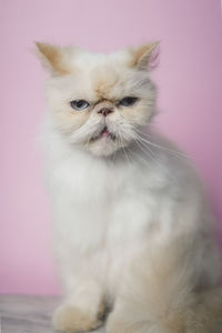 Close-up of a cat looking away