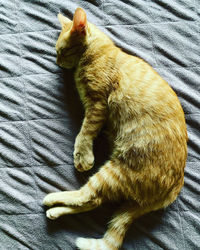 High angle view of cat sleeping on bed at home