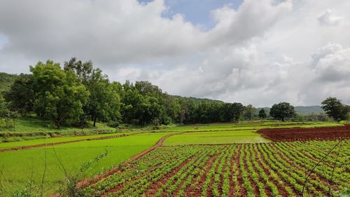 Scenic view of agricultural field against sky