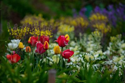 Close-up of red tulip flowers in field