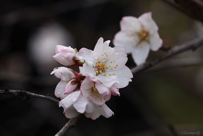 Close-up of white flowers blooming on tree