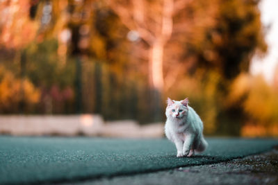 Portrait of a blue eyed cat