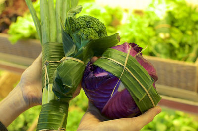 Close-up of hand holding plant