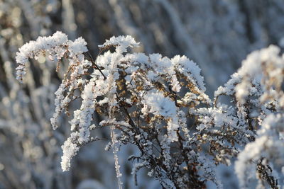 Close-up of cherry blossom tree during winter