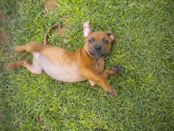 High angle portrait of dog on field