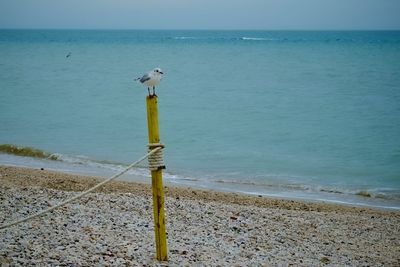 Scenic view of sea against blue sky