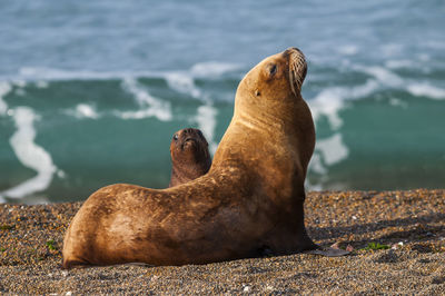 Sea lions on sand at beach