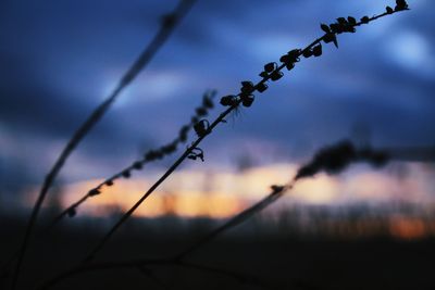 Close-up of silhouette plant against sky at sunset