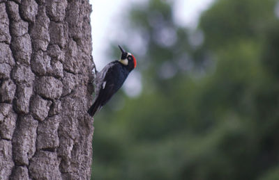 Close-up of bird perching on tree