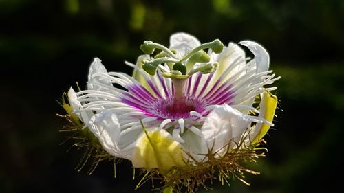 Close-up of white flowering plant