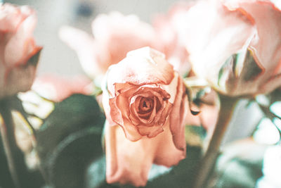 Close-up of rose roses