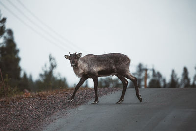 Side view of reindeer standing on road against sky