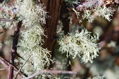 Close-up of flowers on branch