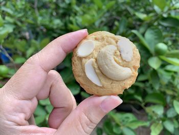 Close-up of hand holding cookies 