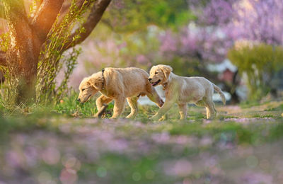 View of dogs running