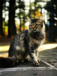 Beautiful cat 