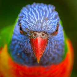 Close-up portrait of parrot