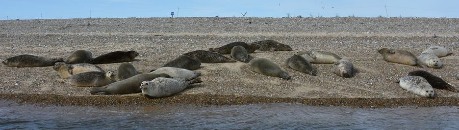 Seals in the water