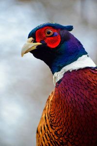 Ringneck pheasant