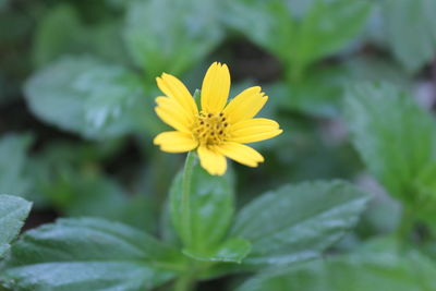 Close-up of yellow flower blooming outdoors