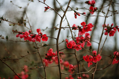 Close-up of red berries on tree