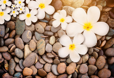 Full frame shot of white flowers