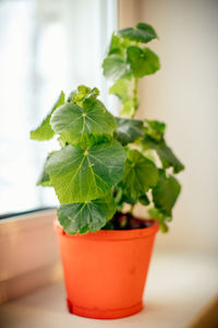 Close-up of potted plant on table