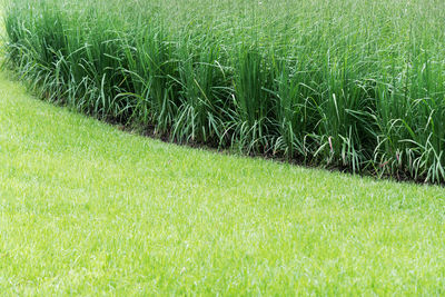 Full frame shot of corn field