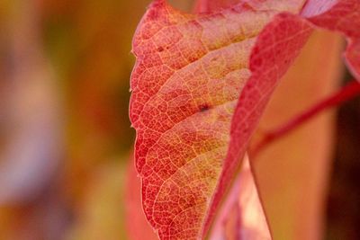 Close-up of leaves on plant during autumn