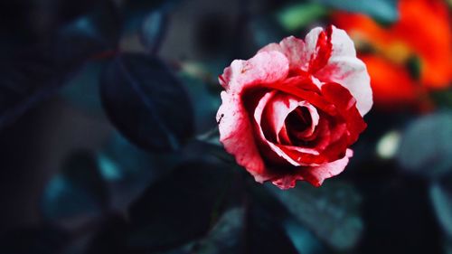 Close-up of red rose