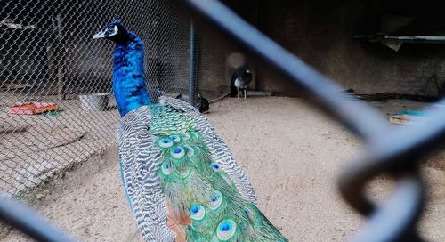 View of peacock in cage at zoo