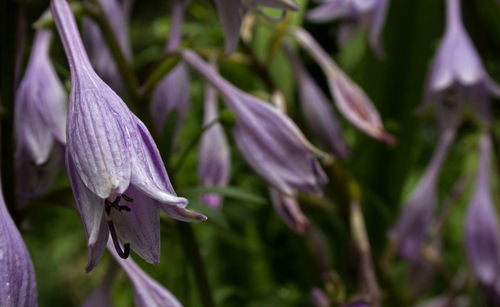 Close-up of purple flowering plant