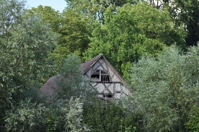 Ruin of house amidst trees and plants in forest