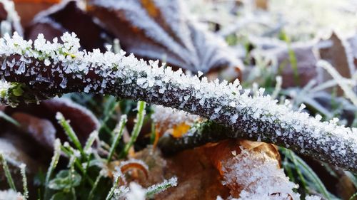 Close-up of plants during winter