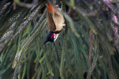 Close-up of a bird