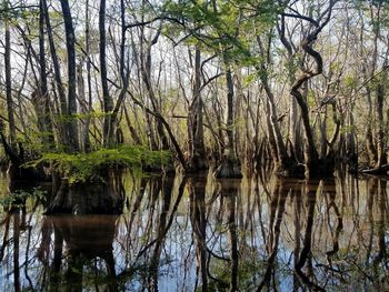 Scenic view of lake in forest