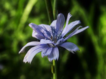 Close-up of purple flower blooming outdoors