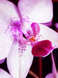 Close-up of pink flower